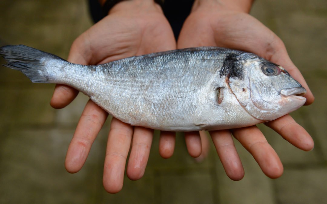 Sea Bream and vegetables