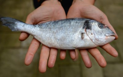 Sea Bream and vegetables